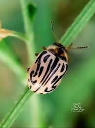 Attēlu rezultāti vaicājumam “Chrysomela vigintipunctata”