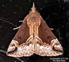 Attēlu rezultāti vaicājumam “Hypena crassalis”