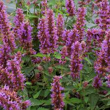 Attēlu rezultāti vaicājumam “Arthonia byssacea”