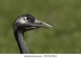 Attēlu rezultāti vaicājumam “Grus grus adult”