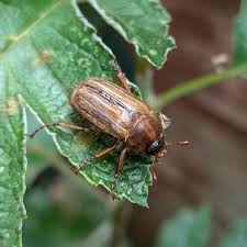 Attēlu rezultāti vaicājumam “Amphimallon solstitiale”