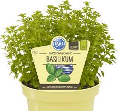 Image result for Basilikum