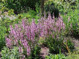 Image result for Salvia pratensis `Rose Rhapsody