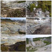 Attēlu rezultāti vaicājumam “Isopaches bicrenatus”