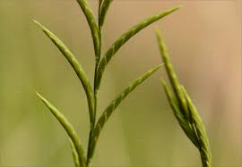 Attēlu rezultāti vaicājumam “Brachypodium pinnatum”