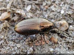 Attēlu rezultāti vaicājumam “Amara sp.”