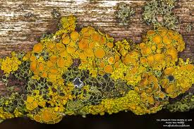 Attēlu rezultāti vaicājumam “Plectocarpon lichenum”