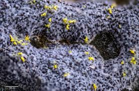 Attēlu rezultāti vaicājumam “Fuligo luteonitens macro”