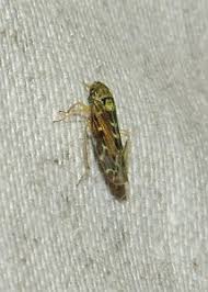 Attēlu rezultāti vaicājumam “Lamprotettix nitidulus”