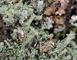 Attēlu rezultāti vaicājumam “Cladonia stygia”