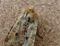 Attēlu rezultāti vaicājumam “Conistra rubiginea”