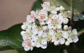 Attēlu rezultāti vaicājumam “Aronia melanocarpa flower”