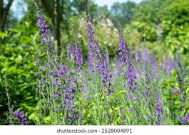 Attēlu rezultāti vaicājumam “Linaria loeselii leaf”