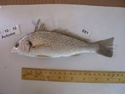 Image result for Umbrina cirrosa