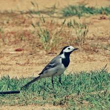 Attēlu rezultāti vaicājumam “Motacillidae”