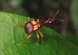 Attēlu rezultāti vaicājumam “Attelabidae”