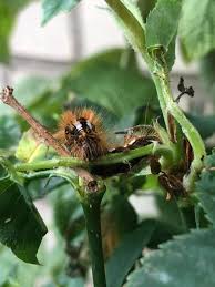 Attēlu rezultāti vaicājumam “Comatricha elegans”