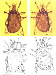 Attēlu rezultāti vaicājumam “Aphodius subterraneus imago”