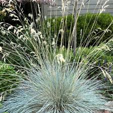 Attēlu rezultāti vaicājumam “Helictotrichon pratense”