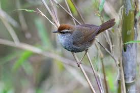 Image result for Phylloscopus schwarzi