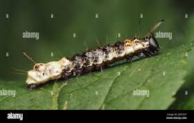 Attēlu rezultāti vaicājumam “Acronicta alni larva”