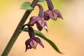 Attēlu rezultāti vaicājumam “Epipactis atrorubens fruit”