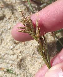 Attēlu rezultāti vaicājumam “Carex arenaria”