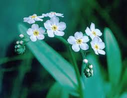 Attēlu rezultāti vaicājumam “Lophozia laxa”