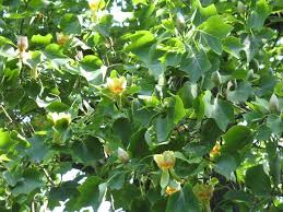 Attēlu rezultāti vaicājumam “Liriodendron tulipifera”