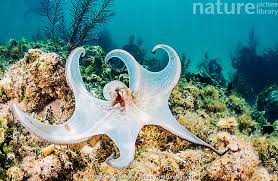 Image result for Octopus vulgaris