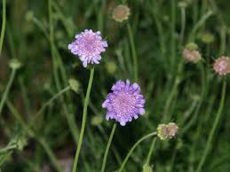 Image result for Scabiosa col.`Butterfly Blue`