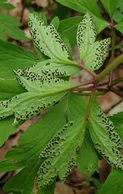 Attēlu rezultāti vaicājumam “Tranzschelia anemones”