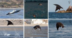 Image result for Mobula munkiana