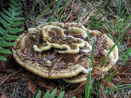 Attēlu rezultāti vaicājumam “Phaeolus schweinitzii”