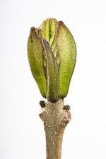Attēlu rezultāti vaicājumam “Fraxinus excelsior Pendula bud”
