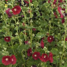 Image result for Alcea rosea