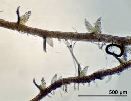 Attēlu rezultāti vaicājumam “Cephaloziella elachista”