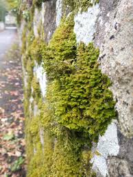 Attēlu rezultāti vaicājumam “Porella platyphylla”