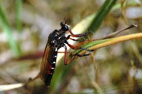 Attēlu rezultāti vaicājumam “Asilidae”