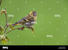 Attēlu rezultāti vaicājumam “Carduelis spinus female”