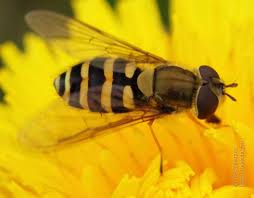 Attēlu rezultāti vaicājumam “Syrphus sp.”