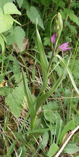 Attēlu rezultāti vaicājumam “Cephalanthera rubra leaf”