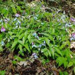 Attēlu rezultāti vaicājumam “Lathyrus vernus fruit”