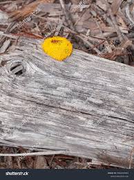 Attēlu rezultāti vaicājumam “Fuligo luteonitens”