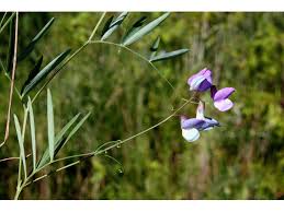 Attēlu rezultāti vaicājumam “Lathyrus palustris flower”
