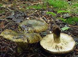 Attēlu rezultāti vaicājumam “Lactarius necator”