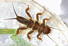 Attēlu rezultāti vaicājumam “Anthrenus sp. imago”