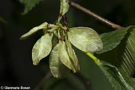 Attēlu rezultāti vaicājumam “Ulmus glabra fruit”