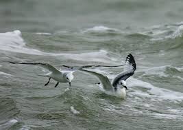 Attēlu rezultāti vaicājumam “Rissa tridactyla”