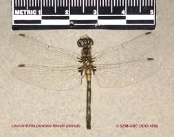 Attēlu rezultāti vaicājumam “Leucorrhinia”